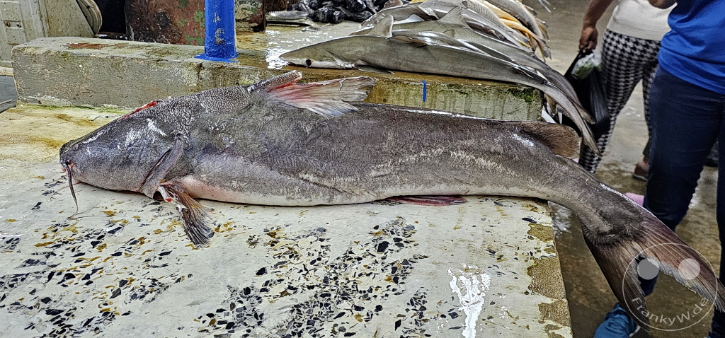 Trinidad - Chaguanas Market - Fish