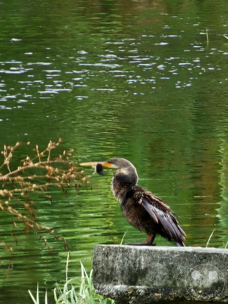 Tobago - Tobago Plantations - Comoran