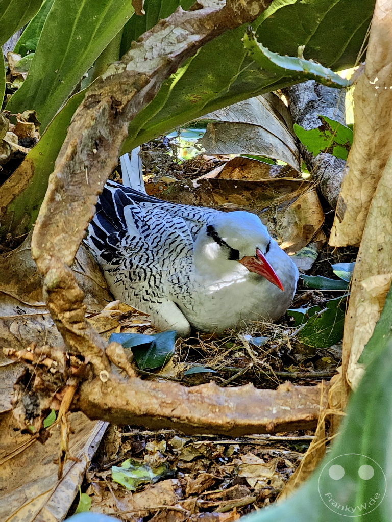 Tobago - Little Tobago - Wildlife Sanctuary - Red-billed Tropicbird