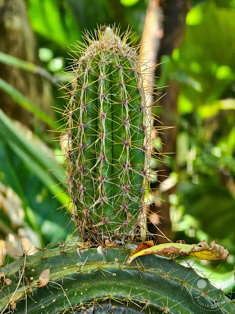 Tobago - Little Tobago - Cactus