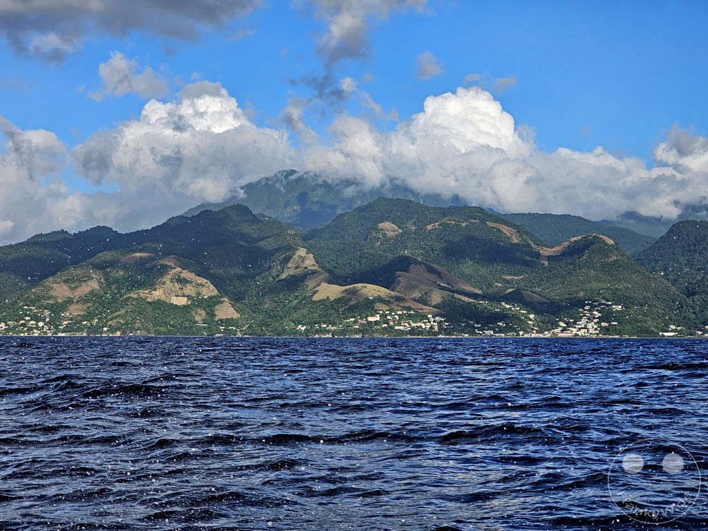 Dominica - Whale watching