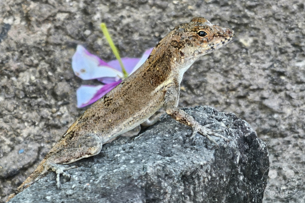 Dominica - Anole