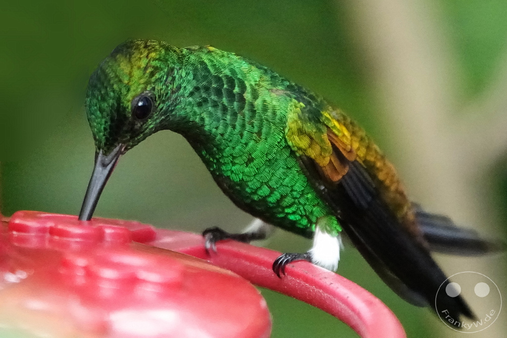Trinidad - Yerettê - Home of the Hummingbird