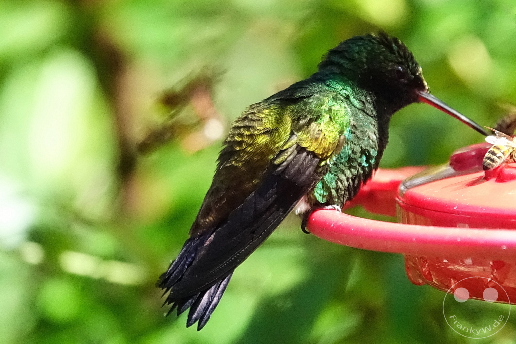 Trinidad - Yerettê - Home of the Hummingbird