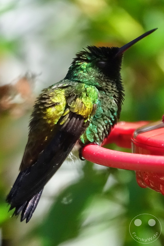Trinidad - Yerettê - Home of the Hummingbird
