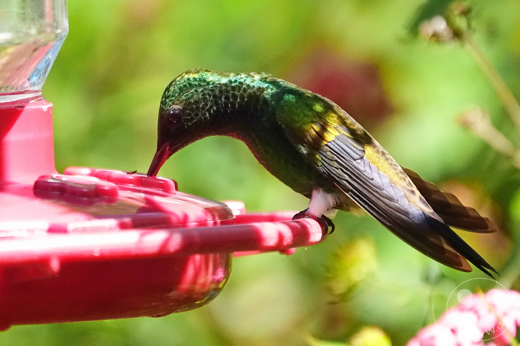 Trinidad - Yerettê - Home of the Hummingbird