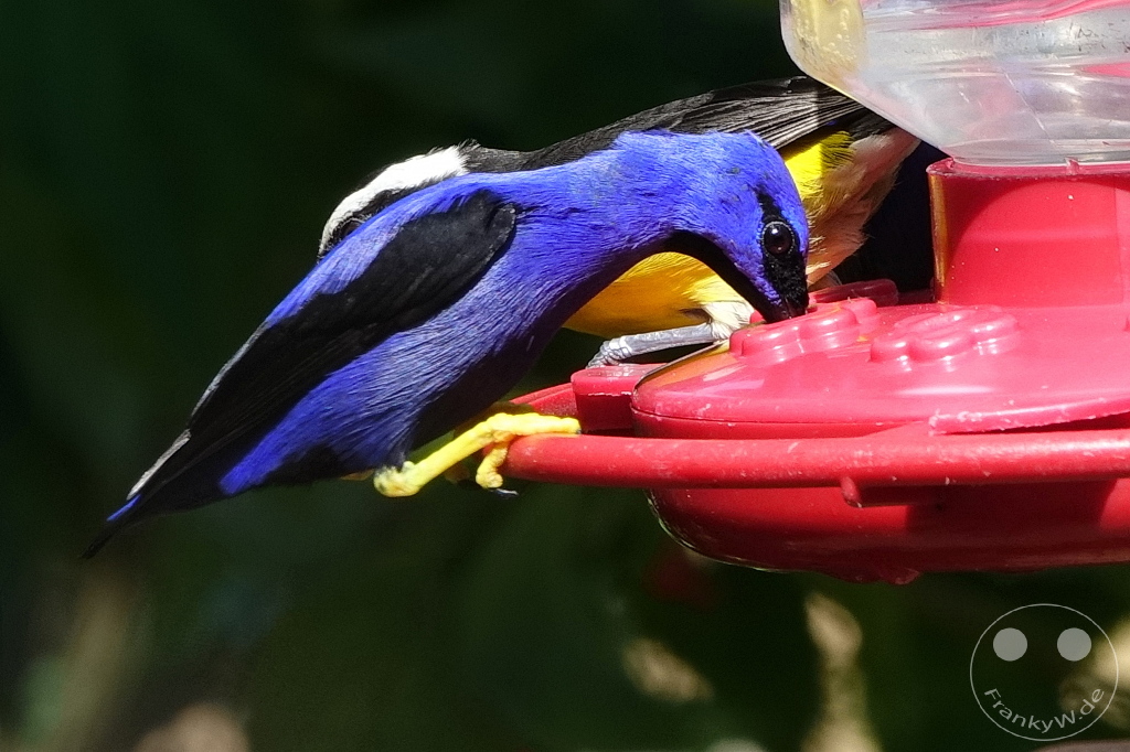Trinidad - Yerettê - Home of the Hummingbird