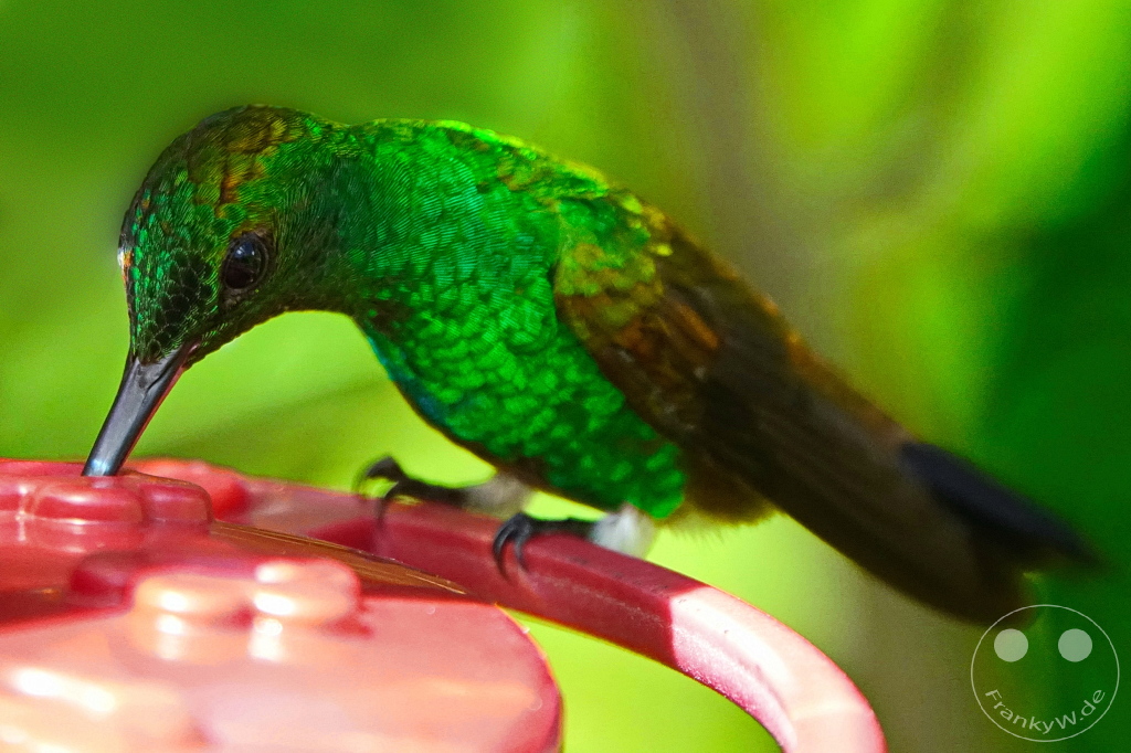 Trinidad - Yerettê - Home of the Hummingbird