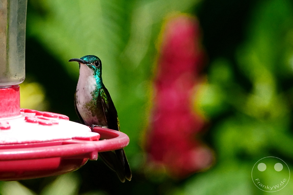 Trinidad - Yerettê - Home of the Hummingbird