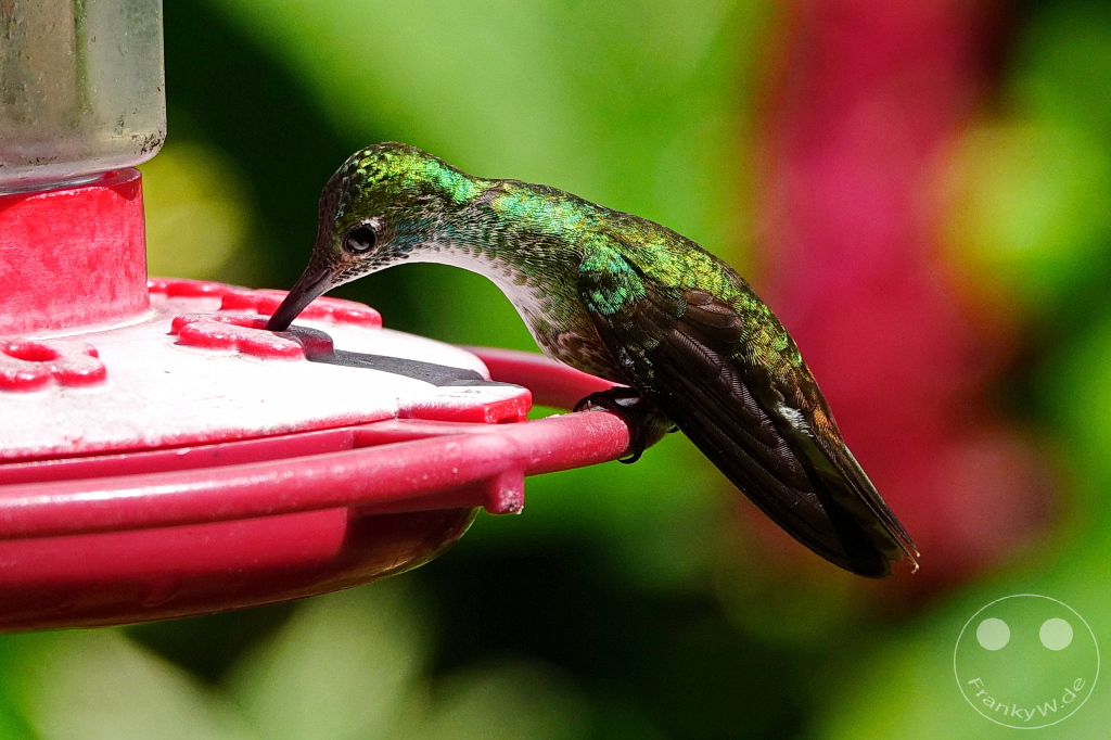 Trinidad - Yerettê - Home of the Hummingbird