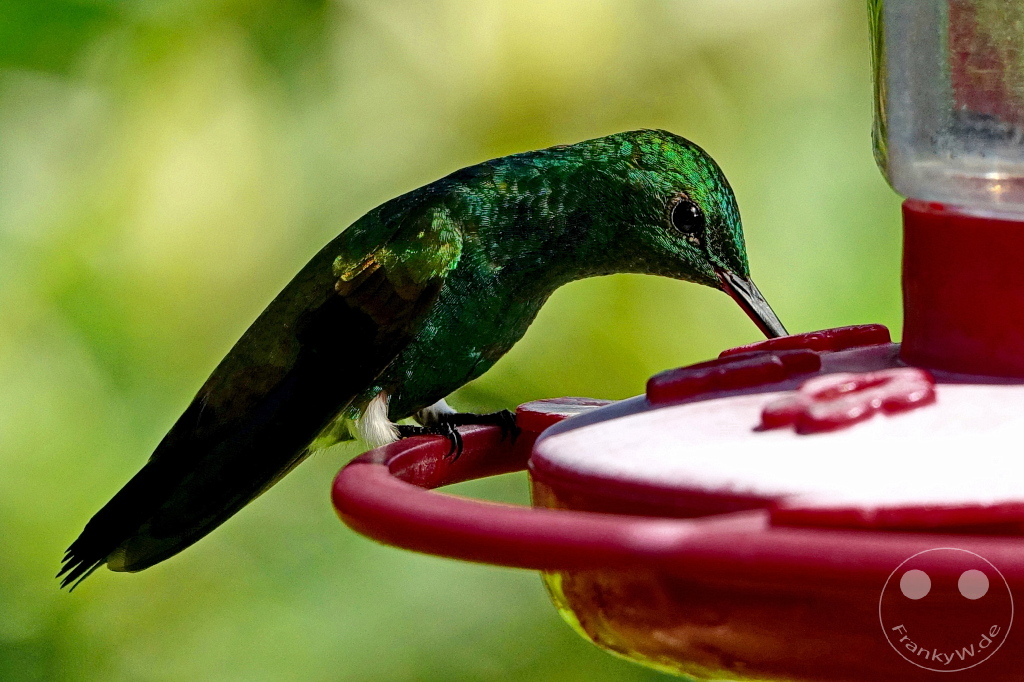 Trinidad - Yerettê - Home of the Hummingbird