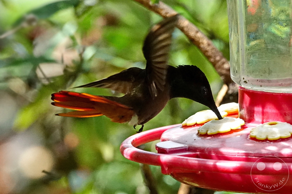 Trinidad - Yerettê - Home of the Hummingbird