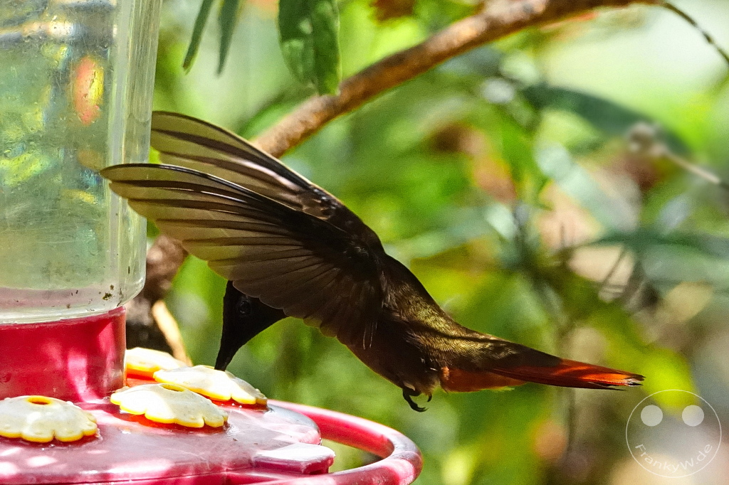 Trinidad - Yerettê - Home of the Hummingbird