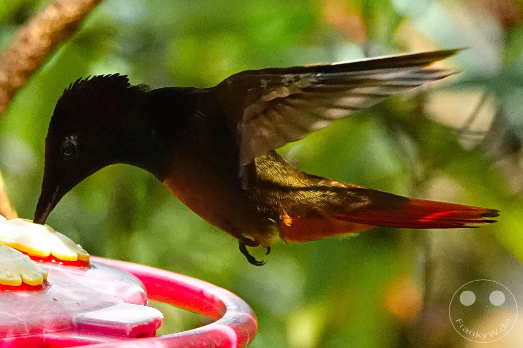 Trinidad - Yerettê - Home of the Hummingbird