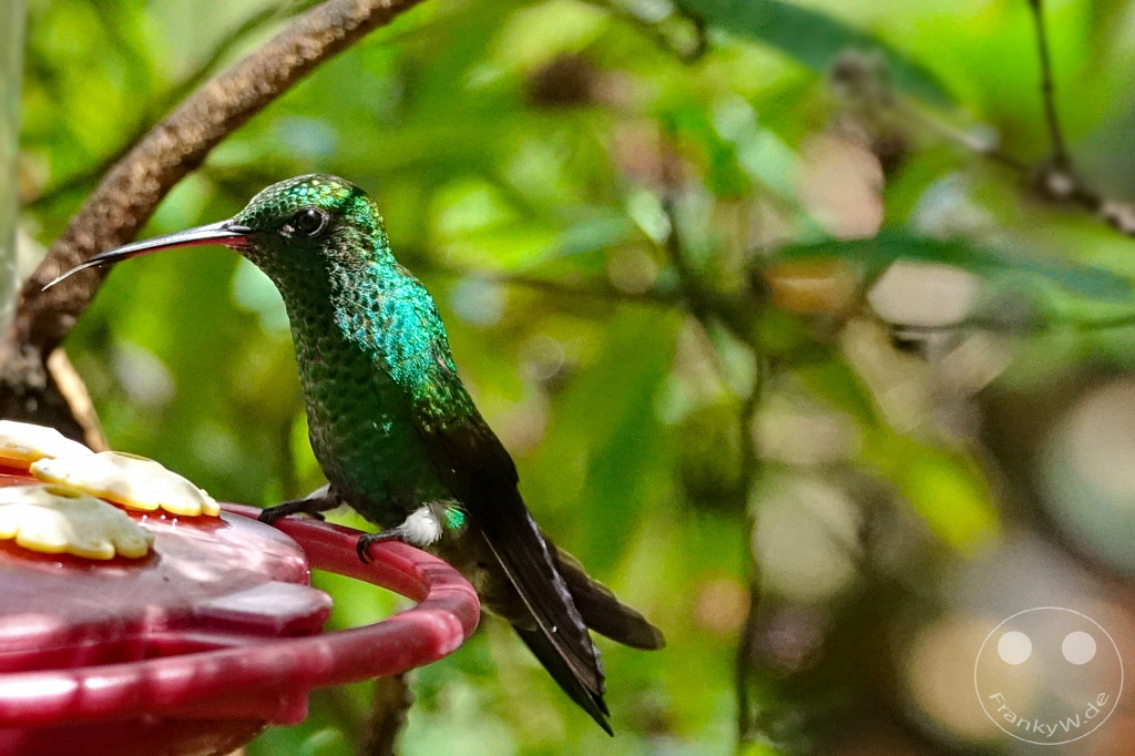 Trinidad - Yerettê - Home of the Hummingbird