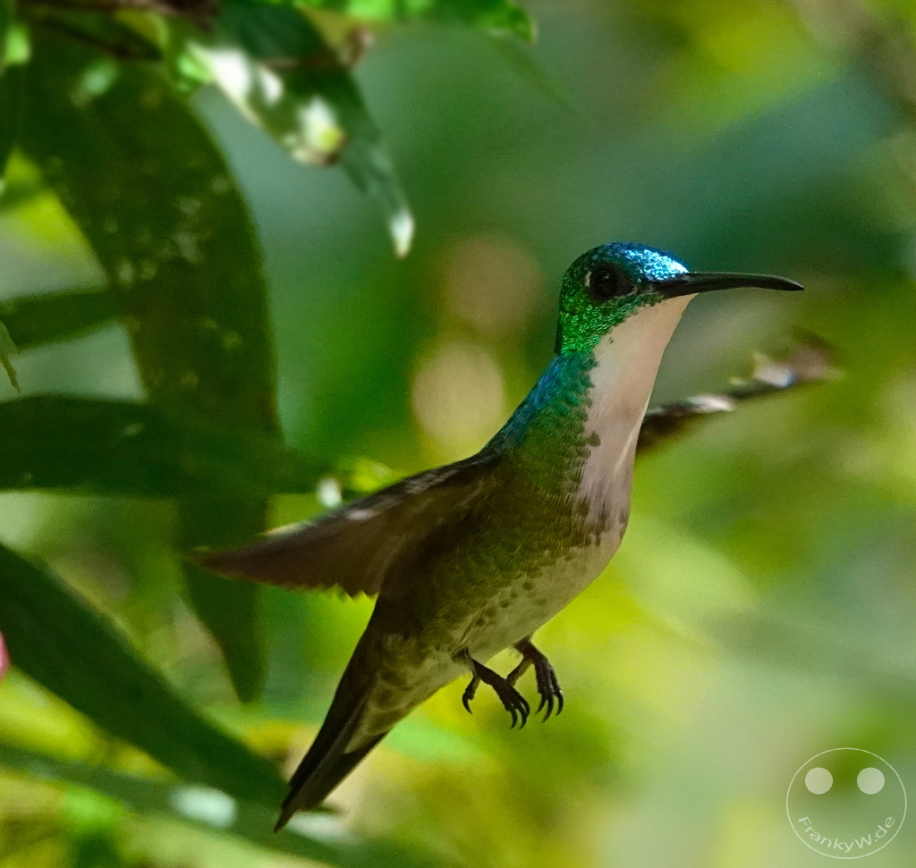 Trinidad - Yerettê - Home of the Hummingbird