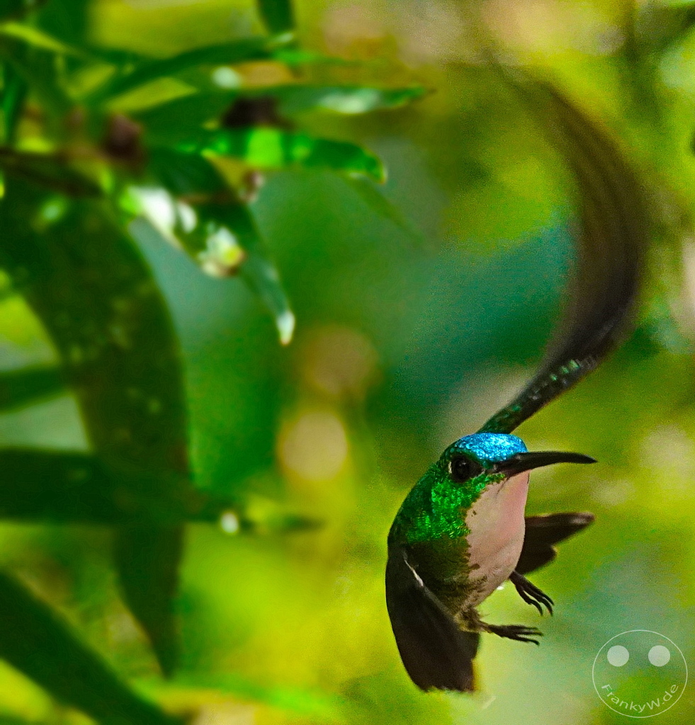 Trinidad - Yerettê - Home of the Hummingbird