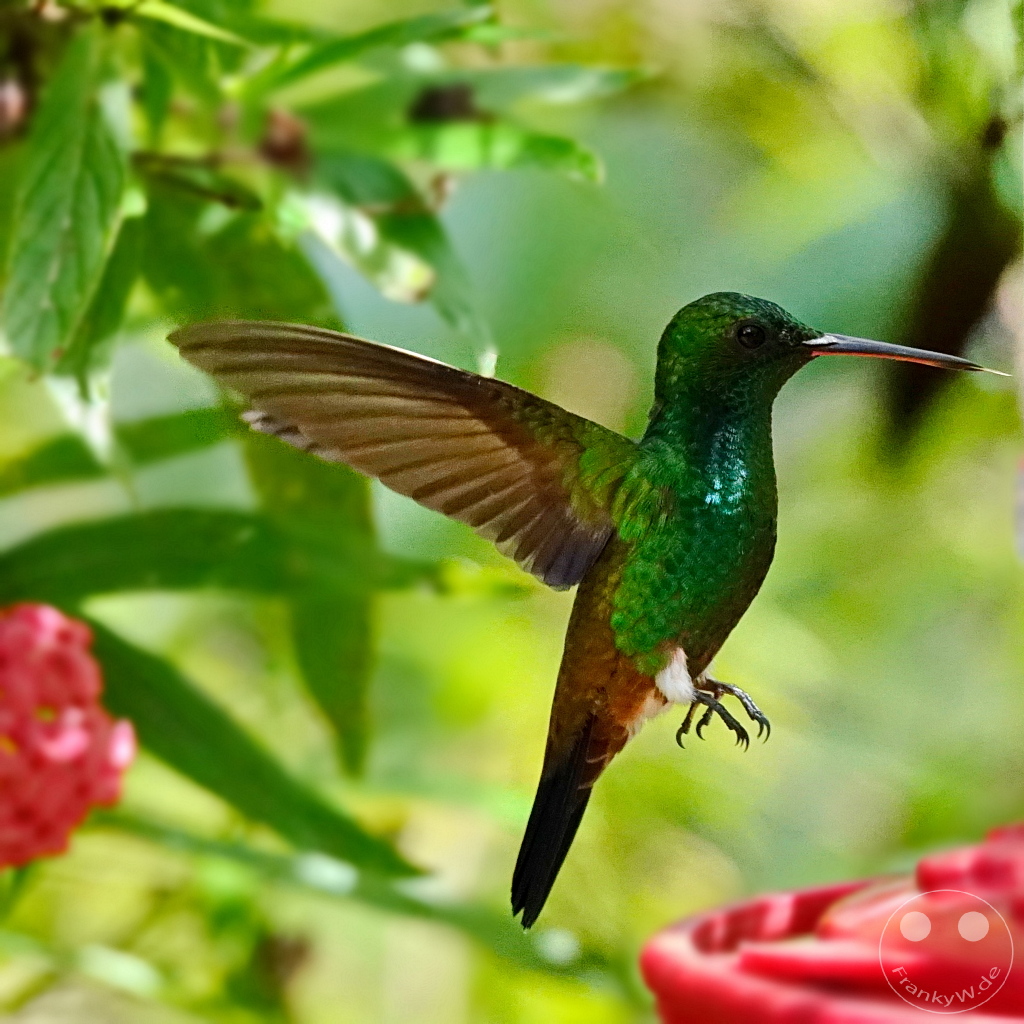 Trinidad - Yerettê - Home of the Hummingbird