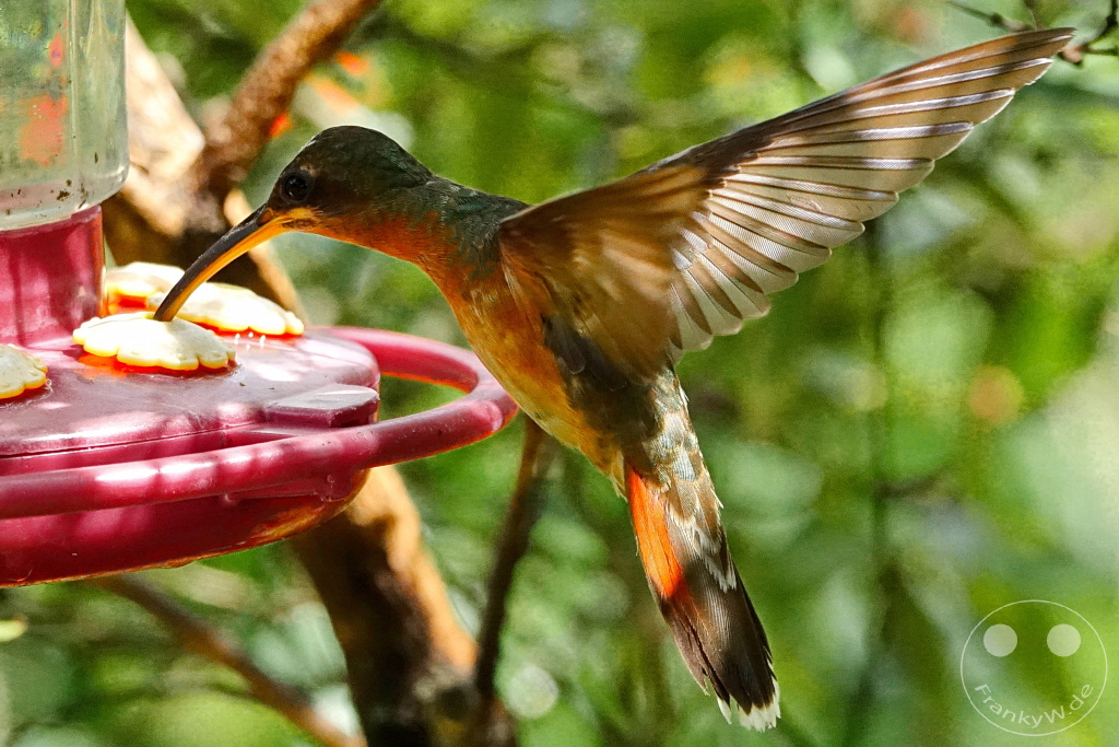 Trinidad - Yerettê - Home of the Hummingbird