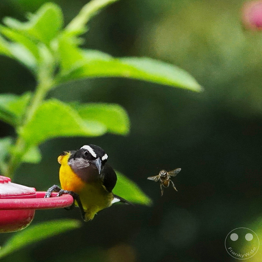 Trinidad - Yerettê - Home of the Hummingbird