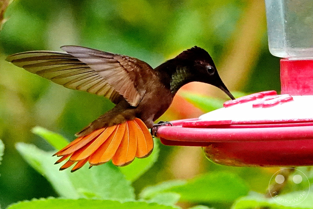 Trinidad - Yerettê - Home of the Hummingbird