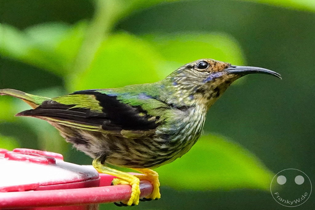 Trinidad - Yerettê - Home of the Hummingbird