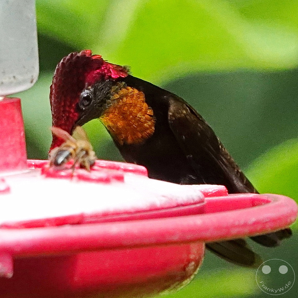 Trinidad - Yerettê - Home of the Hummingbird