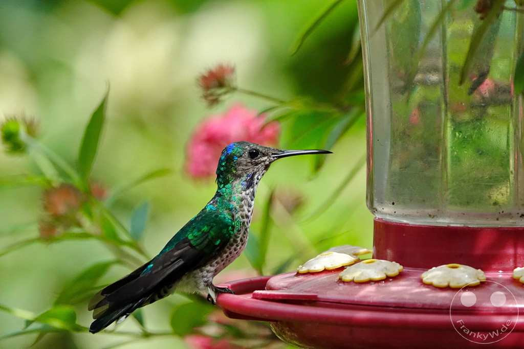 Trinidad - Yerettê - Home of the Hummingbird