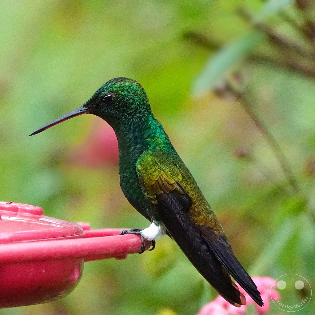 Trinidad - Yerettê - Home of the Hummingbird