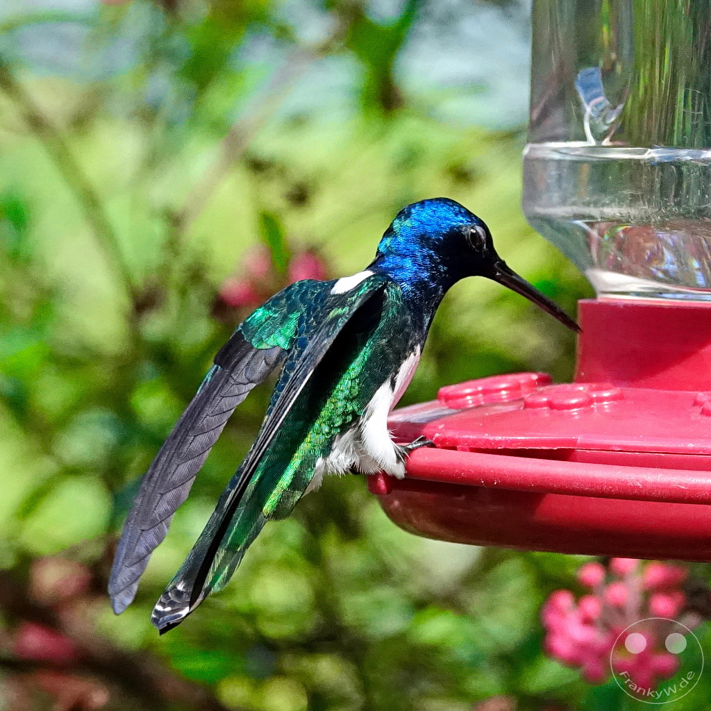 Trinidad - Yerettê - Home of the Hummingbird