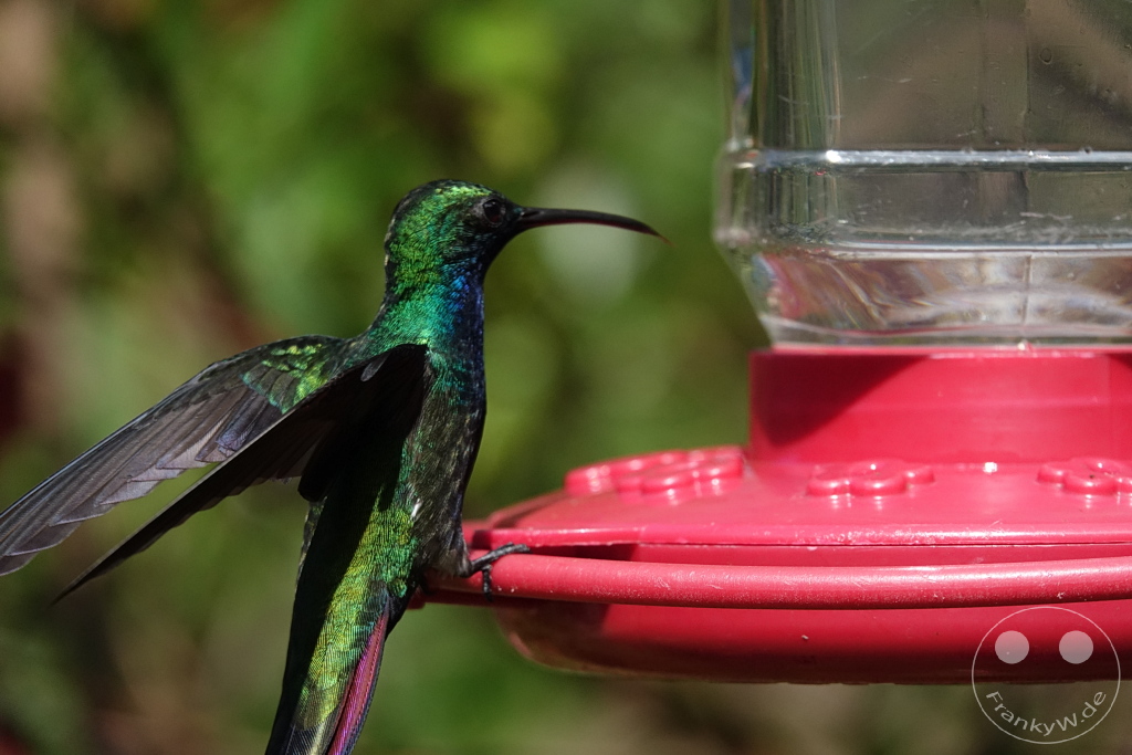 Trinidad - Yerettê - Home of the Hummingbird