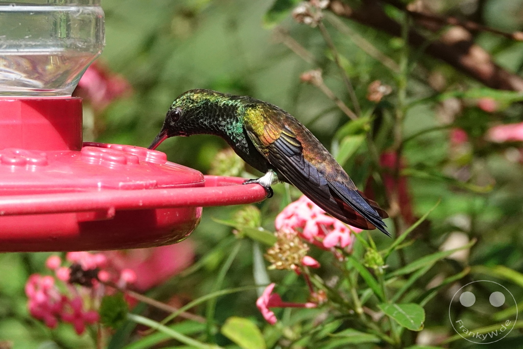 Trinidad - Yerettê - Home of the Hummingbird