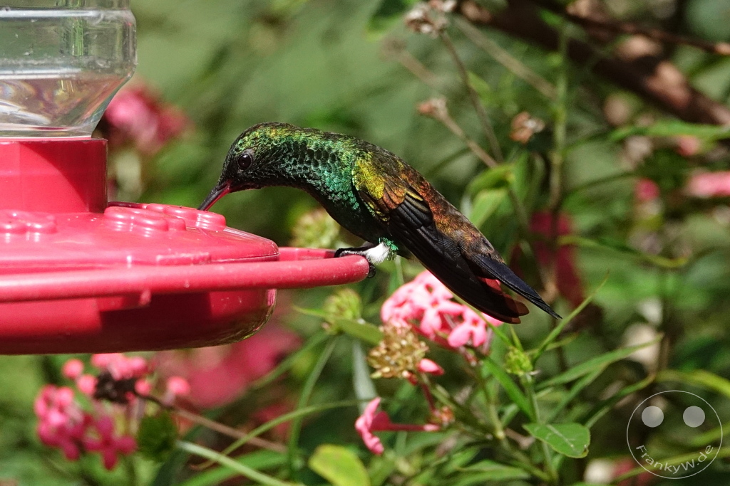 Trinidad - Yerettê - Home of the Hummingbird