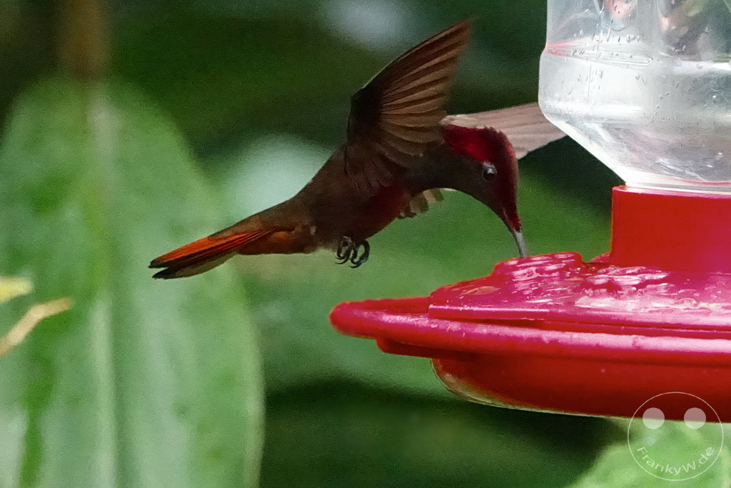 Trinidad - Yerettê - Home of the Hummingbird