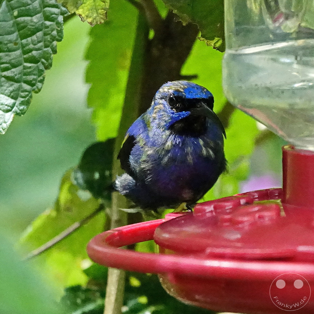 Trinidad - Yerettê - Home of the Hummingbird
