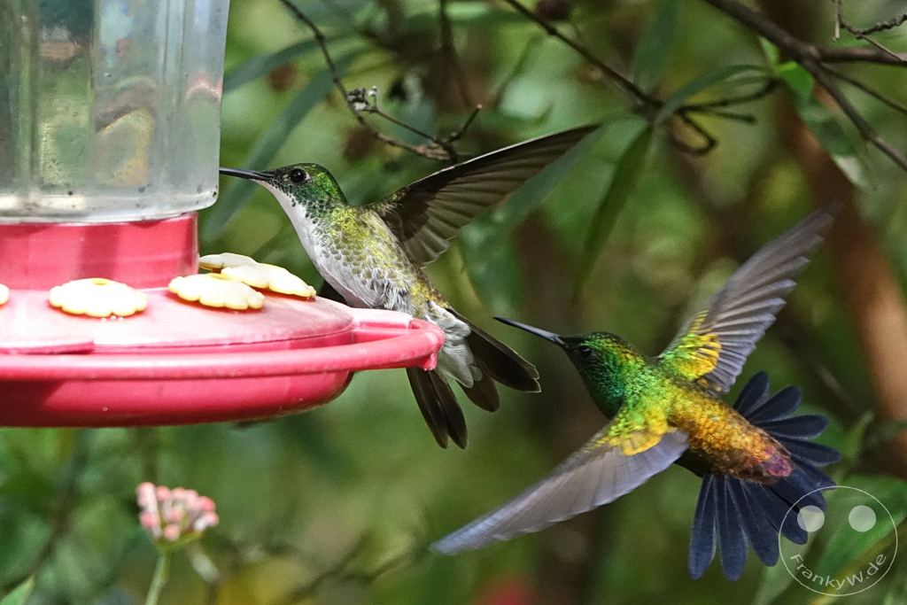 Trinidad - Yerettê - Home of the Hummingbird