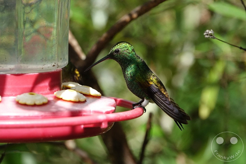Trinidad - Yerettê - Home of the Hummingbird