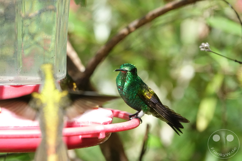 Trinidad - Yerettê - Home of the Hummingbird