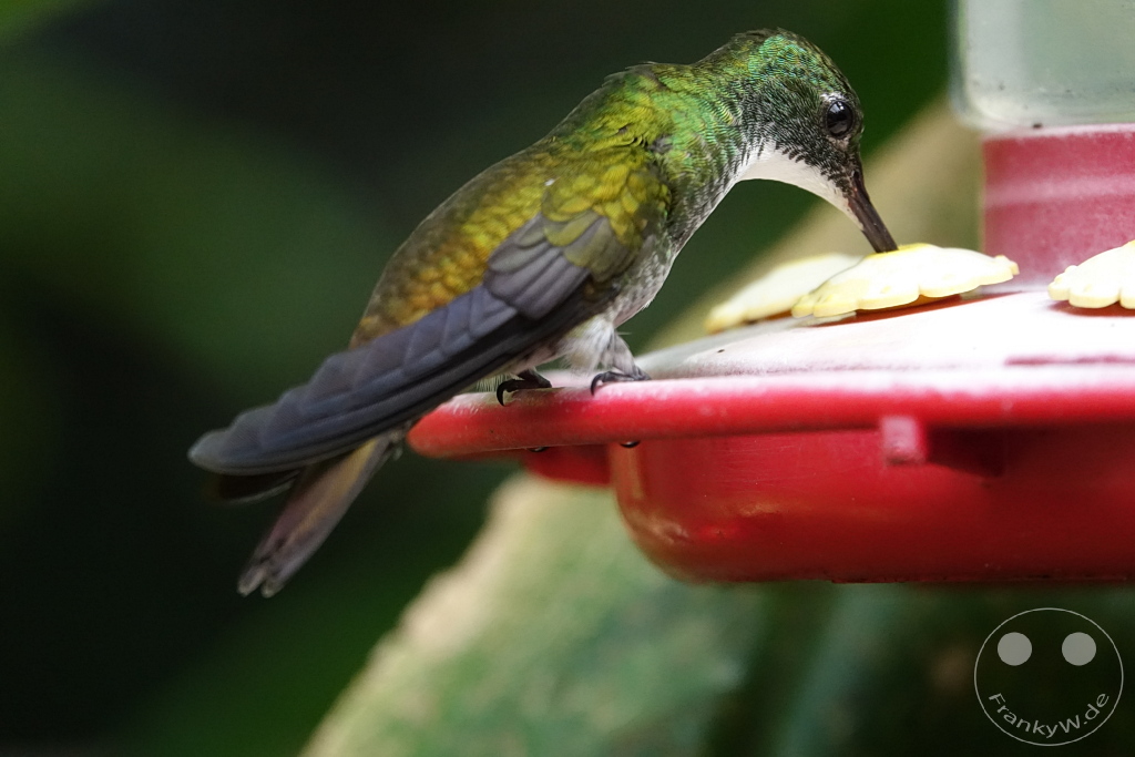 Trinidad - Yerettê - Home of the Hummingbird