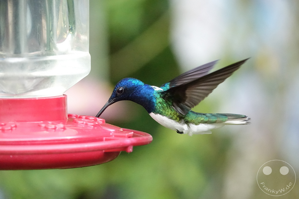 Trinidad - Yerettê - Home of the Hummingbird