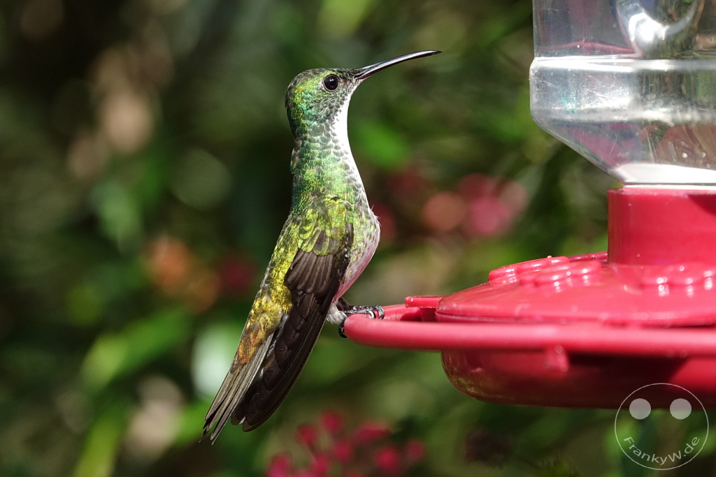 Trinidad - Yerettê - Home of the Hummingbird