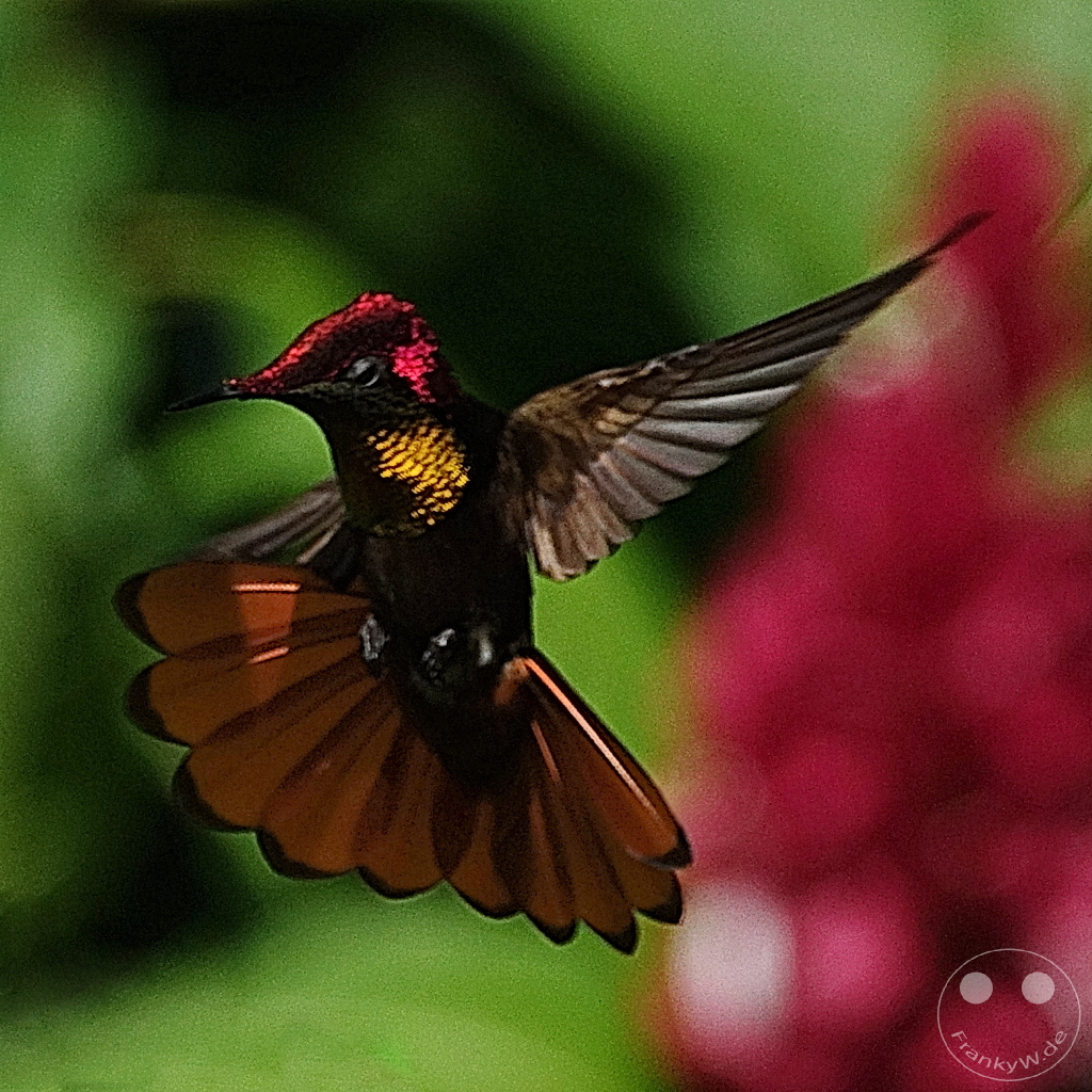 Trinidad - Yerettê - Home of the Hummingbird
