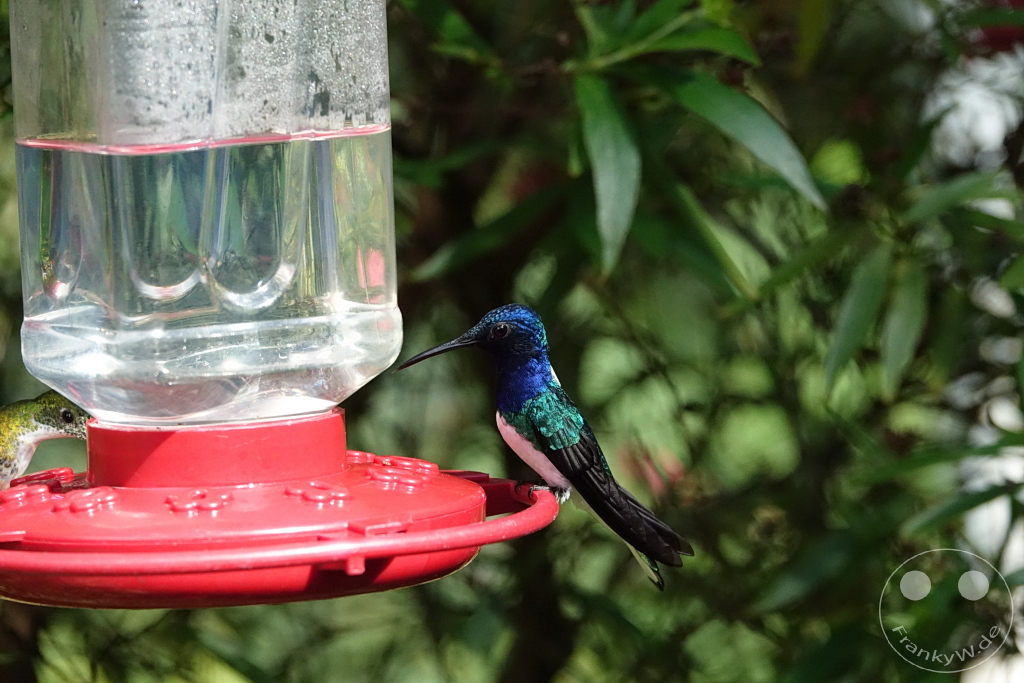 Trinidad - Yerettê - Home of the Hummingbird