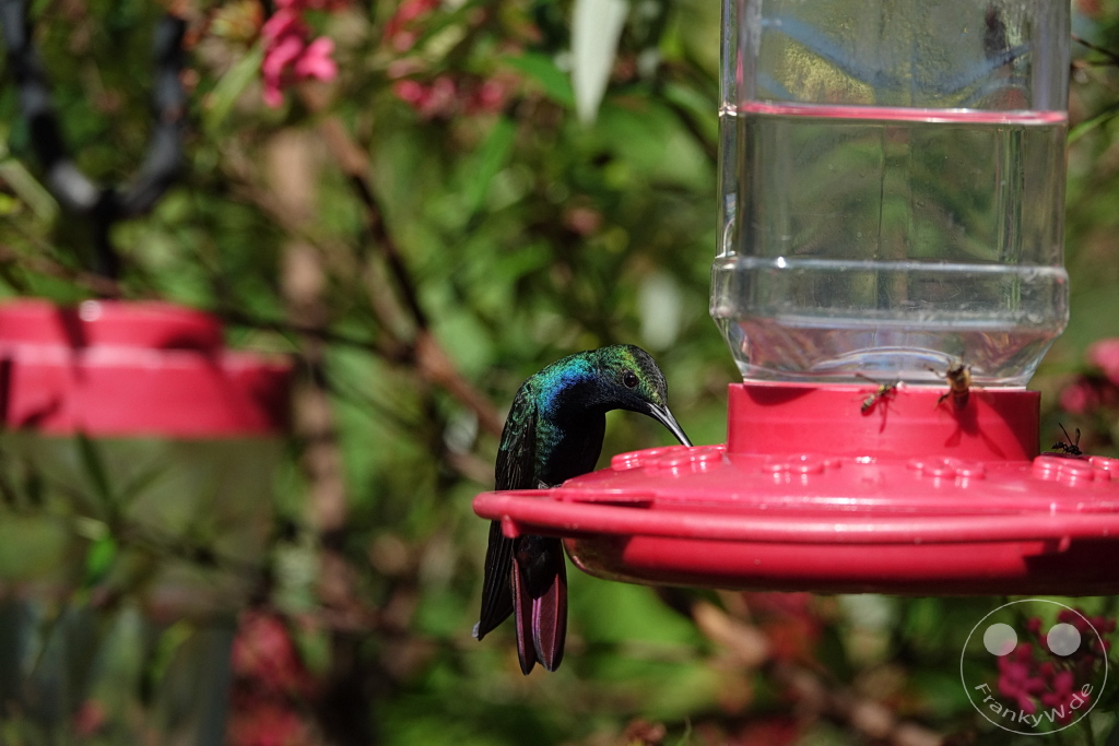 Trinidad - Yerettê - Home of the Hummingbird