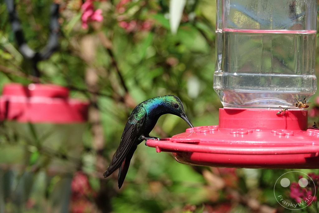Trinidad - Yerettê - Home of the Hummingbird