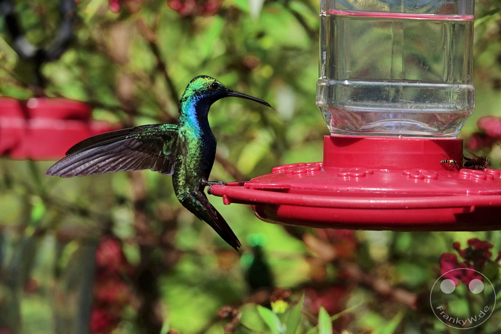 Trinidad - Yerettê - Home of the Hummingbird
