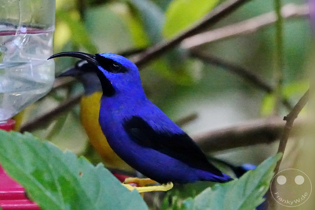 Trinidad - Yerettê - Home of the Hummingbird