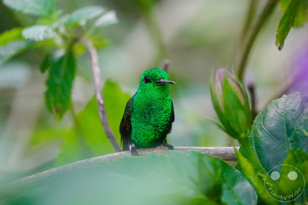 Trinidad - Yerettê - Home of the Hummingbird