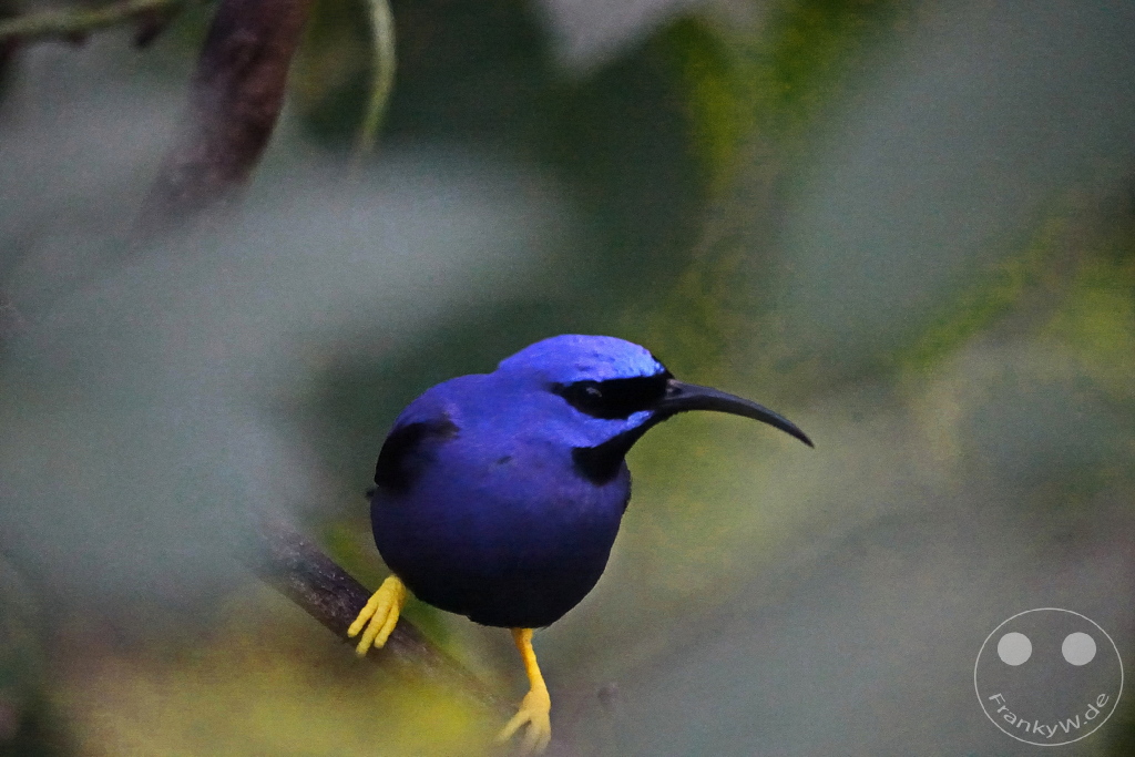 Trinidad - Yerettê - Home of the Hummingbird