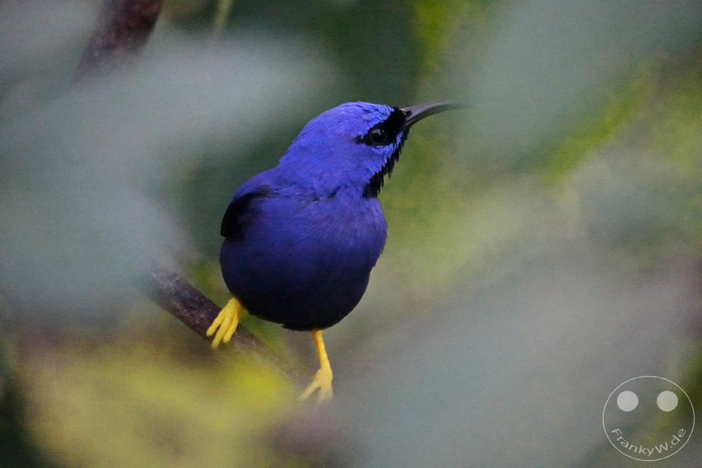 Trinidad - Yerettê - Home of the Hummingbird